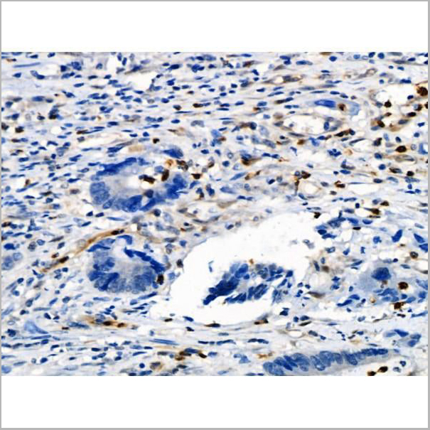 product-image-AAA31419_IHC12.jpg