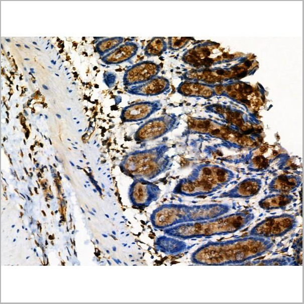 product-image-AAA31419_IHC6.jpg