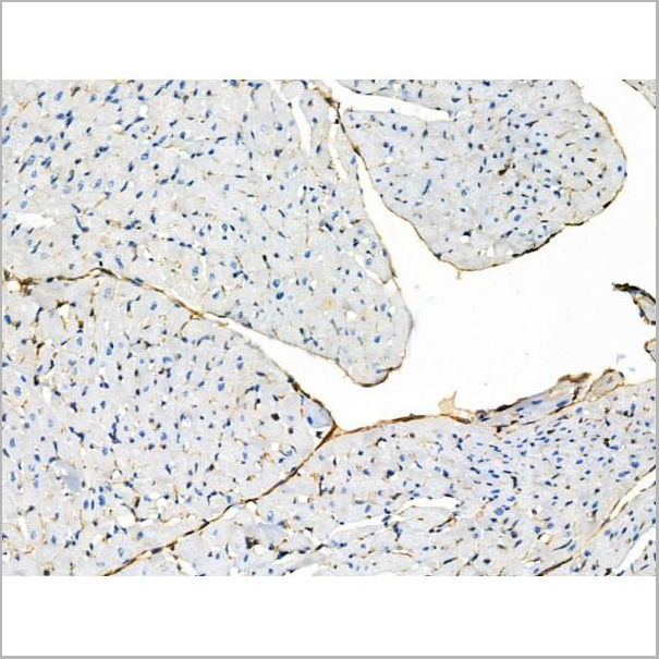 product-image-AAA31419_IHC7.jpg