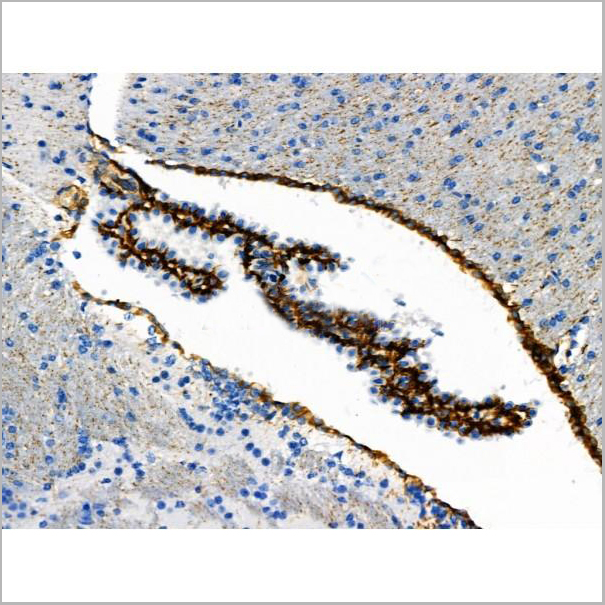product-image-AAA31419_IHC8.jpg