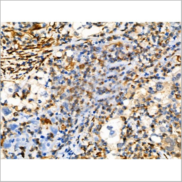 product-image-AAA31419_IHC9.jpg