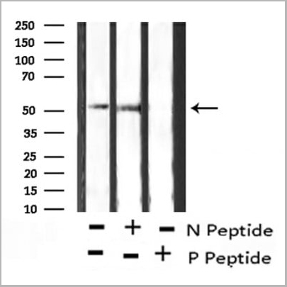 product-image-AAA31419_WB3.jpg