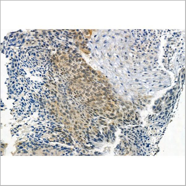 product-image-AAA31434_IHC2.jpg