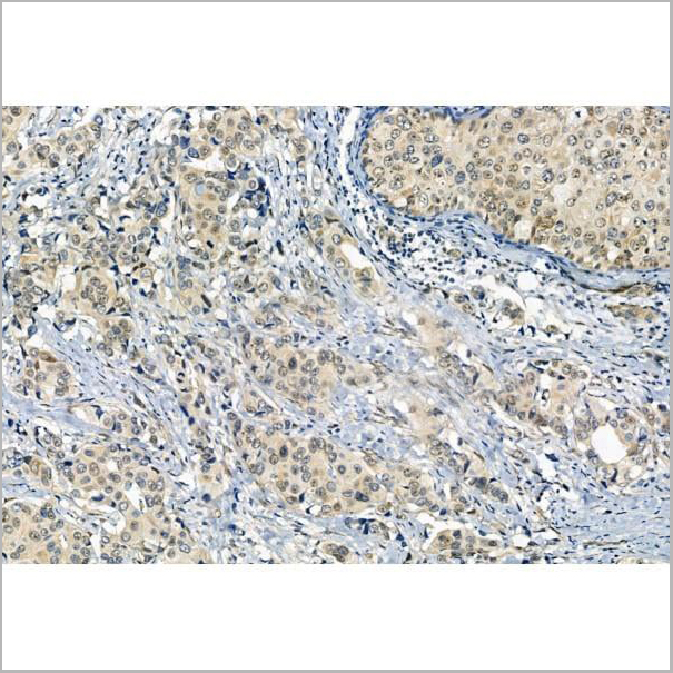 product-image-AAA31434_IHC3.jpg