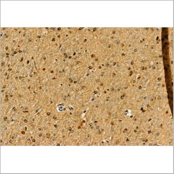 product-image-AAA31434_IHC4.jpg