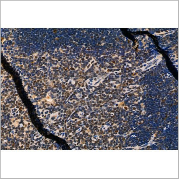 product-image-AAA31434_IHC5.jpg