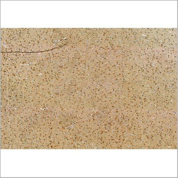 product-image-AAA31434_IHC7.jpg