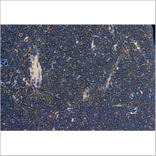 product-image-AAA31434_IHC8.jpg