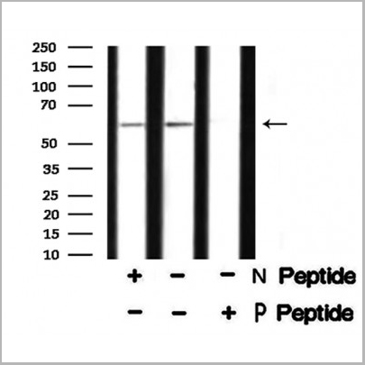 product-image-AAA31434_WB.jpg
