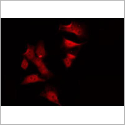 product-image-AAA31446_APP14.jpg