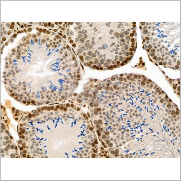 product-image-AAA31446_IHC10.jpg