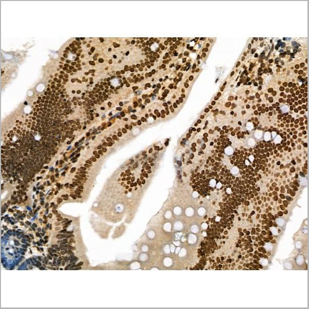 product-image-AAA31446_IHC11.jpg