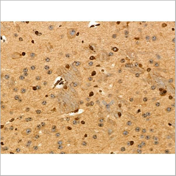 product-image-AAA31446_IHC13.jpg