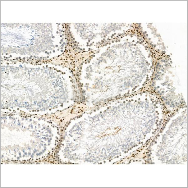 product-image-AAA31446_IHC3.jpg