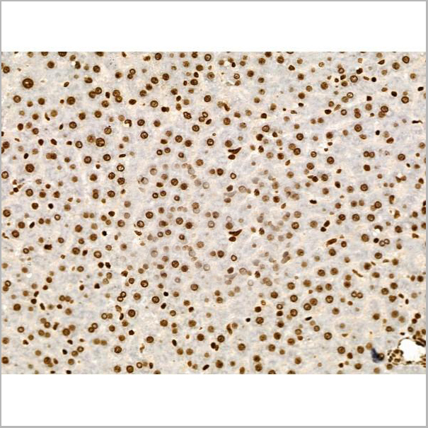 product-image-AAA31446_IHC7.jpg