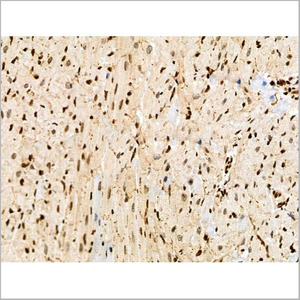 product-image-AAA31446_IHC8.jpg