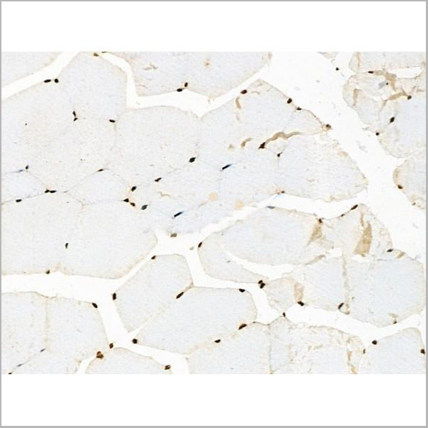 product-image-AAA31446_IHC9.jpg