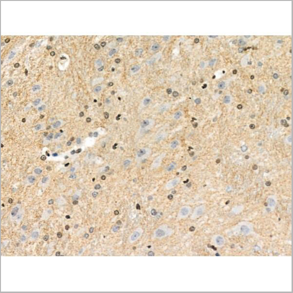 product-image-AAA31450_IHC3.jpg