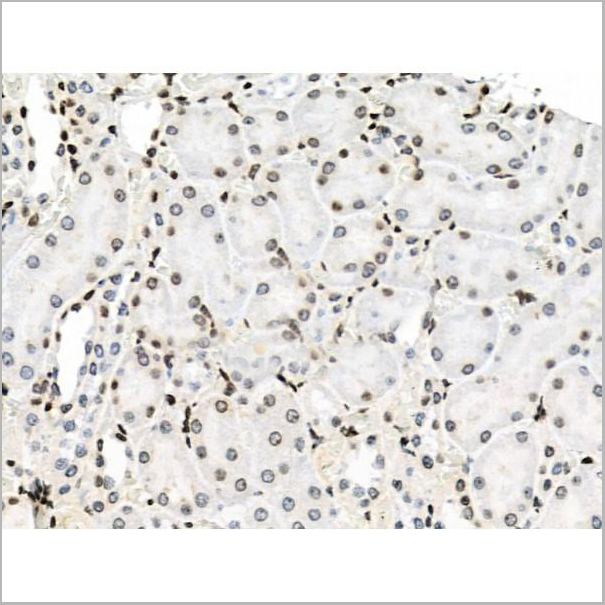product-image-AAA31450_IHC4.jpg