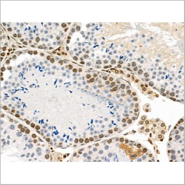 product-image-AAA31450_IHC5.jpg