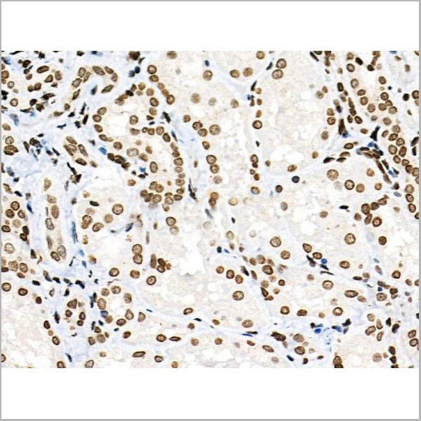 product-image-AAA31450_IHC7.jpg