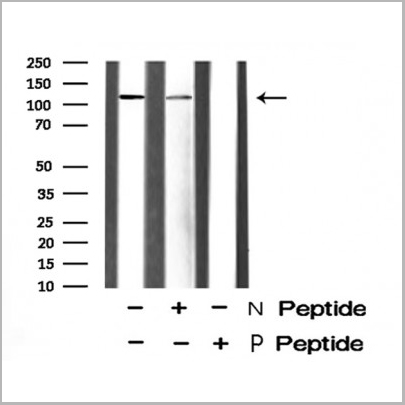 product-image-AAA31461_WB.jpg