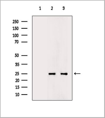 product-image-AAA31472_WB.jpg
