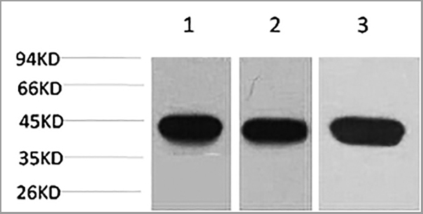 product-image-AAA31477_WB.jpg