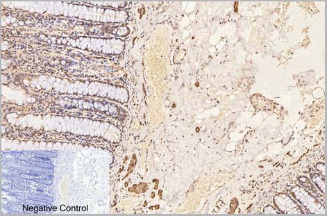 product-image-AAA31540_IHC4.jpg
