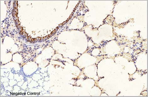 product-image-AAA31540_IHC6.jpg