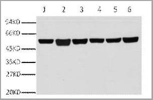 product-image-AAA31540_WB.jpg