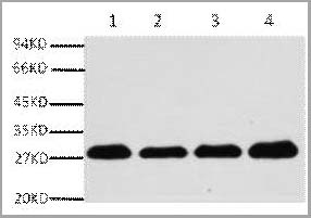 product-image-AAA31541_WB.jpg
