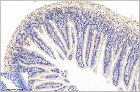 product-image-AAA31542_IHC3.jpg