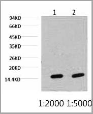 product-image-AAA31542_WB.jpg