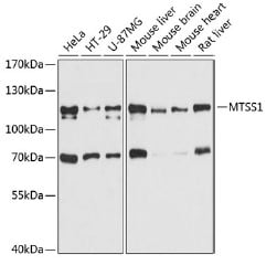 product-image-AAA31566_WB.jpg