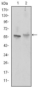 product-image-AAA319935_ELISA8.png