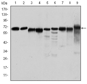 product-image-AAA319941_ELISA8.png