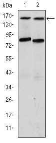 product-image-AAA319942_ELISA13.png