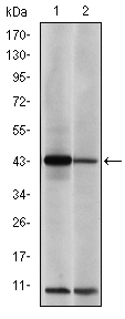 product-image-AAA319944_ELISA8.png