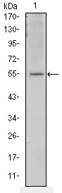 product-image-AAA319957_ELISA11.png