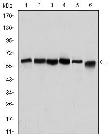 product-image-AAA319963_ELISA10.png
