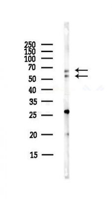 product-image-AAA323576_WB.jpg