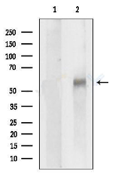product-image-AAA328036_WB.png