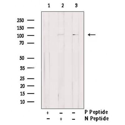 product-image-AAA329435_WB15.jpg