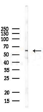 product-image-AAA330064_WB.png