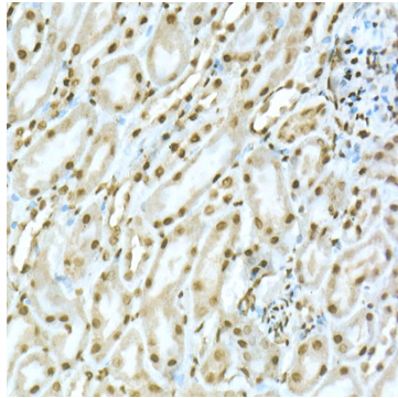 product-image-AAA333000_IHC2.jpg