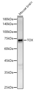 product-image-AAA333000_WB.jpg