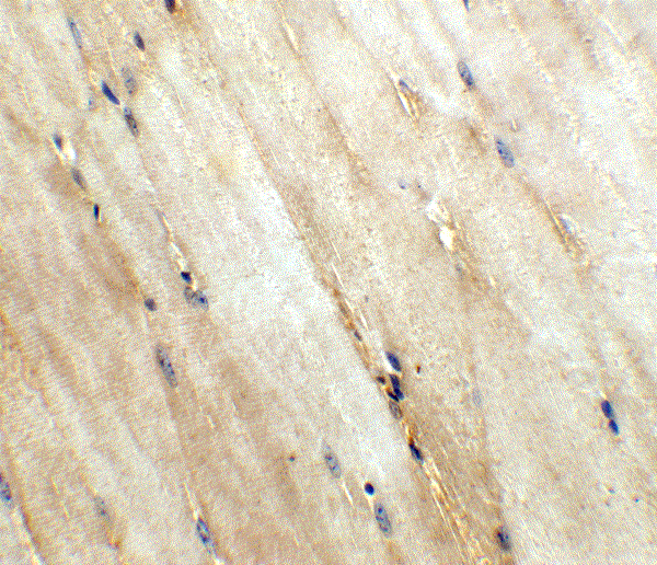 product-image-AAA39230_IHC10.gif