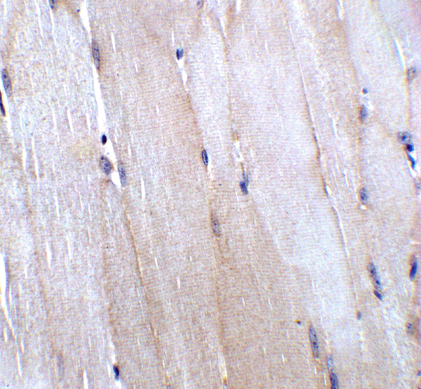 product-image-AAA40840_IHC10.gif