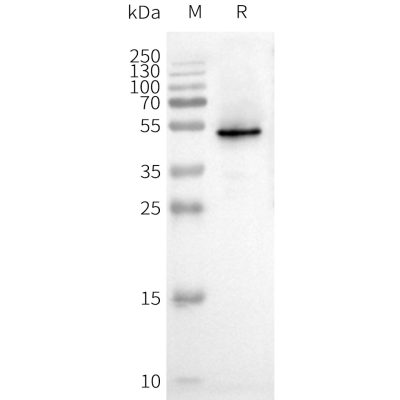 product-image-AAA47621_ELISA15.jpg